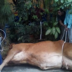 Meet your Posher, Rueda